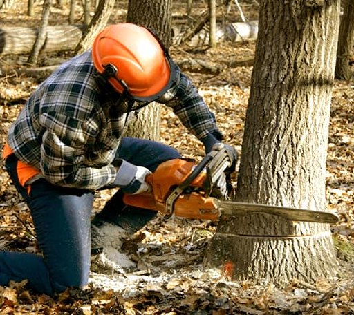 Tree Removal in Leonardville, KS
